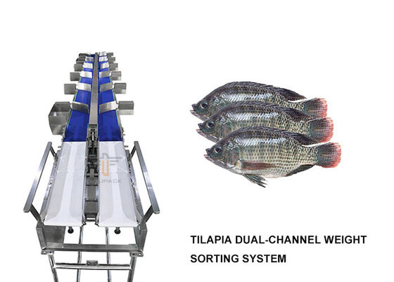 Niveau à canal double de la trieuse 6 de poids de Tilapia