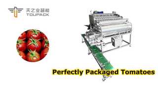 Système automatisé de pesage et d'emballage à haut rendement pour tomates cerises et petits fruits